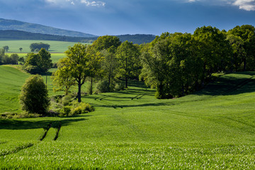 Young green wheat landscape on spring time