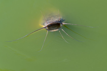 Catfish watches out of the green pond water having its mouth open and all barbels up. Clarias genus, might be Clarias batrachus, a walking catfish. A temple pond - Wat Phai Lom, Trat, Thailand
