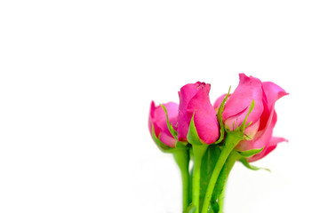 Bouquet of pink roses.