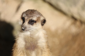 ミーアキャット