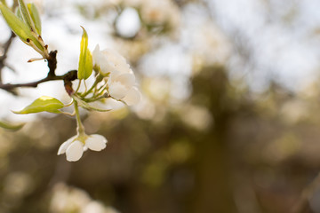 Blooming apple tree in spring time.