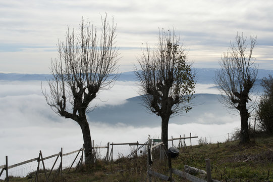 Bäume vor Wolken