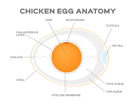 chicken egg anatomy vector