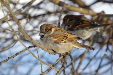 Sparrow sitting on a branch in winter