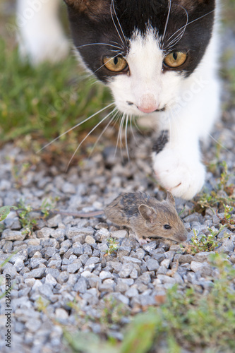 &ldquo;Katze fängt Maus&rdquo; Fotos de archivo e imágenes libres de derechos en