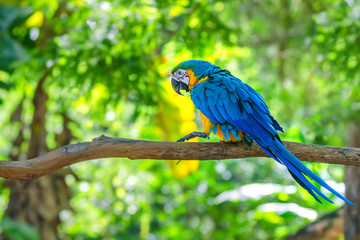Blue and yellow macaw