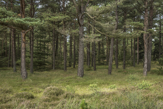 Kiefernwald im Naturschutzgebiet im d&auml;nsichen Skallingen