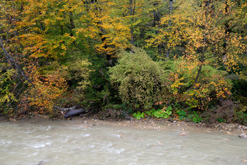 Landscape with mountain river and forest