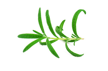 scented green rosemary