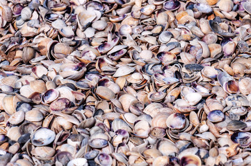 sea shell texture