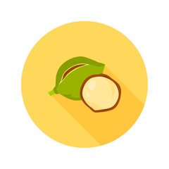 Macadamia nut color icon in cartoon design