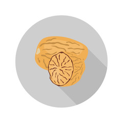 Nutmeg color icon in cartoon design