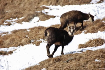 Baby chamois looking at me