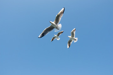 Seagulls flying in sky over the sea waters