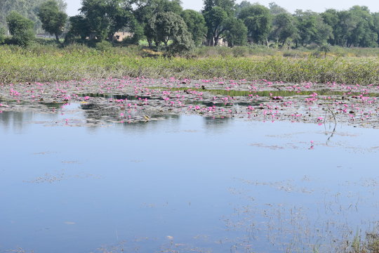 The Telaiya Dam on river Barakar Jhumri-Telaiya, Koderma, Jharkhand