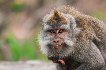 Grinning monkey with baby