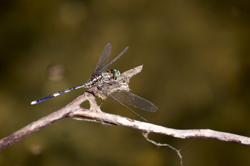 Image of dragonfly perched on a tree branch on nature background