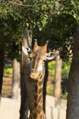 Image of a giraffe head on nature background. Wild Animals.
