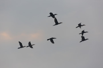 Coastal birds