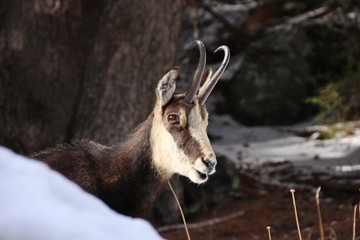 Close-up portrait on a chamois, Aosta, Italy