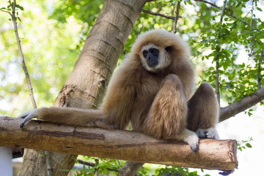 Image of a gibbon sits on timber. Wild Animals.