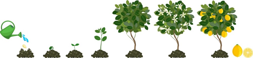 Plant growing from seed to lemon tree. Life cycle plant