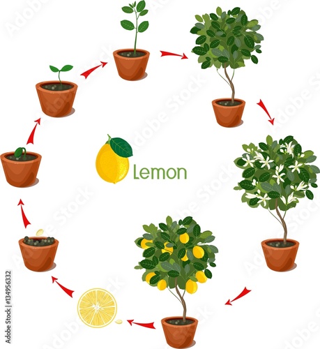 “Plant growing from seed to lemon tree. Life cycle plant” Stock image