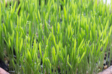Green wheat grass with water drop