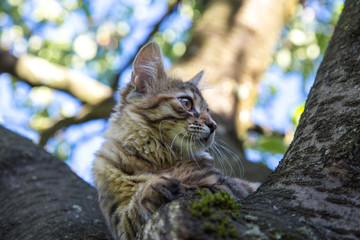 Chat