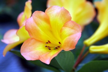 黄色の華憐な花のアップ写真素材