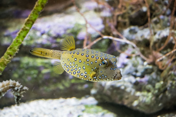 Poisson coffre jaune © Jerome