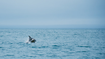 Marine life background - jumping dolphins in ocean