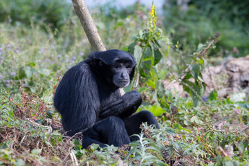 Siamang