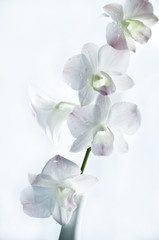 Fototapeta na wymiar romantic orchid flower over white background