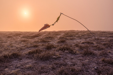 wind pointer, sun, frost