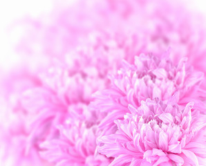 flower on soft color in blur style