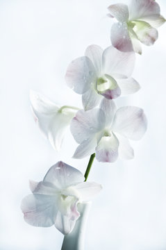 romantic orchid flower over white background
