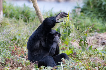 Siamang