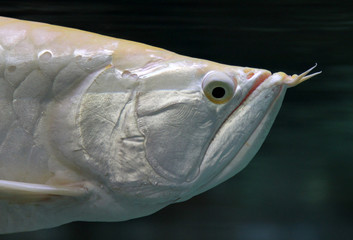 Portrait of silver arowana fish (Osteoglossum bicirrhosum)