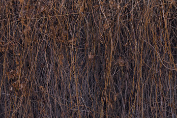 Dry plants on fence, garden wall background. Wizened natural background. Arid floral wallpaper. Dry plants background image. Grunge wallpaper image.