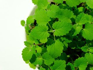 Growing lemon balm at home