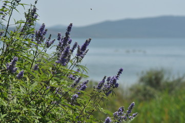 Lake Vrana. Reserve in Croatia. Walking the shores of Lake