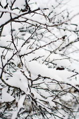 Fototapeta na wymiar frosty tree branch in winter