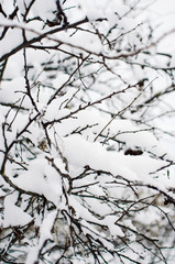 frosty tree branch in winter