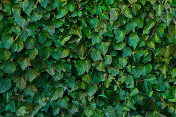 Fototapeta na wymiar Ivy texture. Ivy hedge background. Ivyberry backdrop. Ivy wallpaper. Ivyberry backround image. Ivy wall. Green wall. Green plant texture. Green leaves background. Myrtle green background.