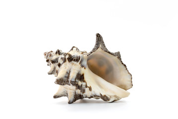 Sea shell on white background