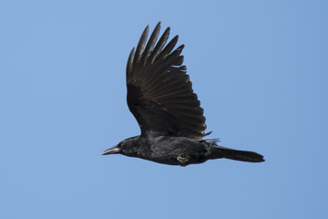 Crow flies in the blue sky in a sunny day.
