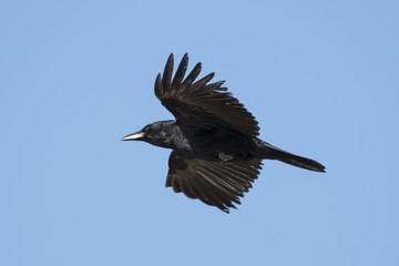 Crow flies in the blue sky in a sunny day.
