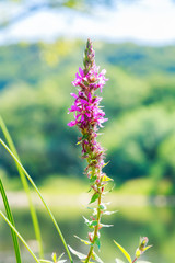 Abstract soft blurred colorful of Uraria crinita , Leguminosae,