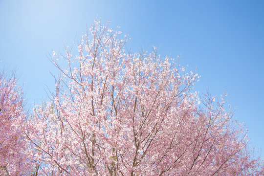 Pink and white wild Himalayan cherry blossoms (Prunus cerasoides) on their tree branches with blue sky background (soft focus)